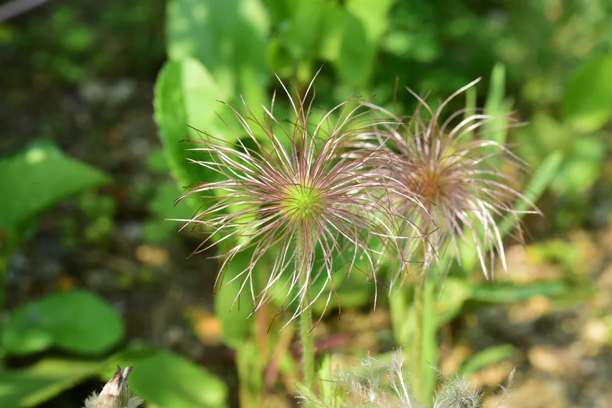 オキナグサ 花 言葉