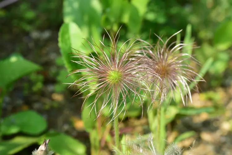 Narrow-leaf pasque-flower