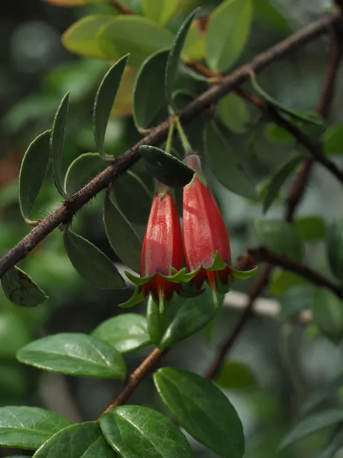 Agapetes lacei - PictureThis