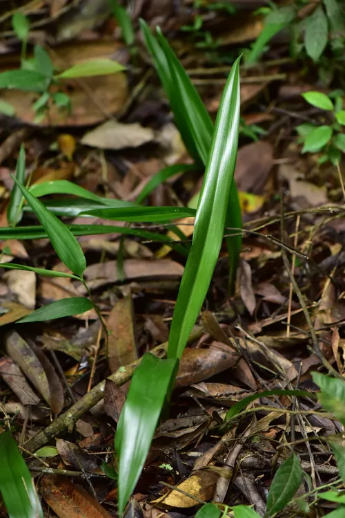 ホウサイラン（報歳蘭） (ケア, 特徴, 花, 画像)