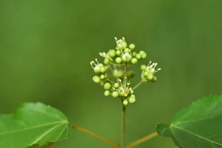 カラコギカエデ（鹿子木楓） (Acer tataricum subsp. ginnala