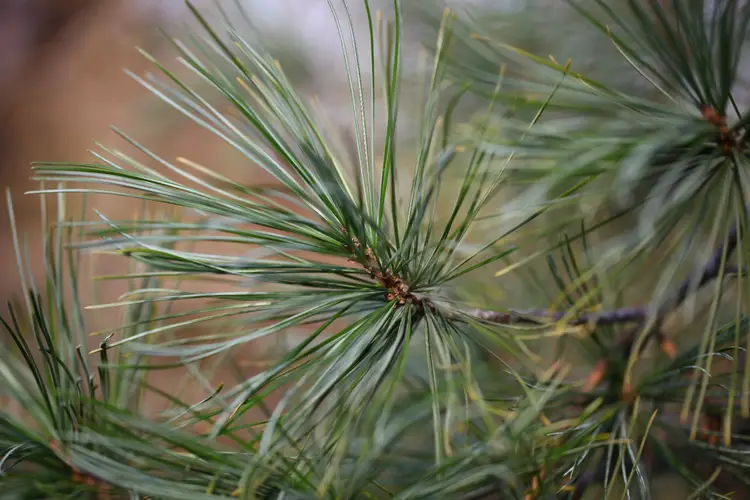 Korean pine