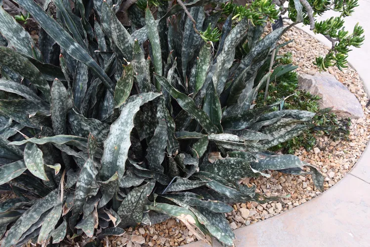 sansevieria black jade Sansevieria Hahnii Jade 4''  Cactus en Ligne