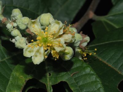 Cómo cultivar y cuidar una Microcos paniculata