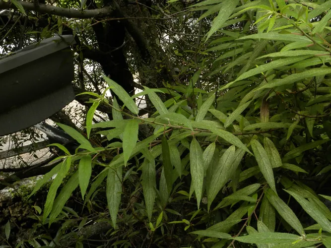 Yanagi ichigo - Debregeasia orientalis (Taxonomy, Characteristics