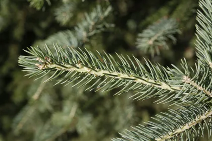 ドラゴントウヒとの判定方法 (Picea asperata)