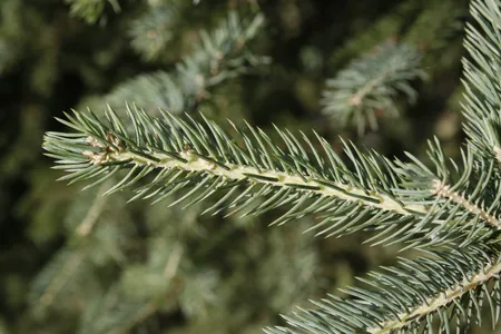 トラウティン　picea breweriana トウヒ　枝垂れ　苗 157691562560585736.jpeg?x-oss-
