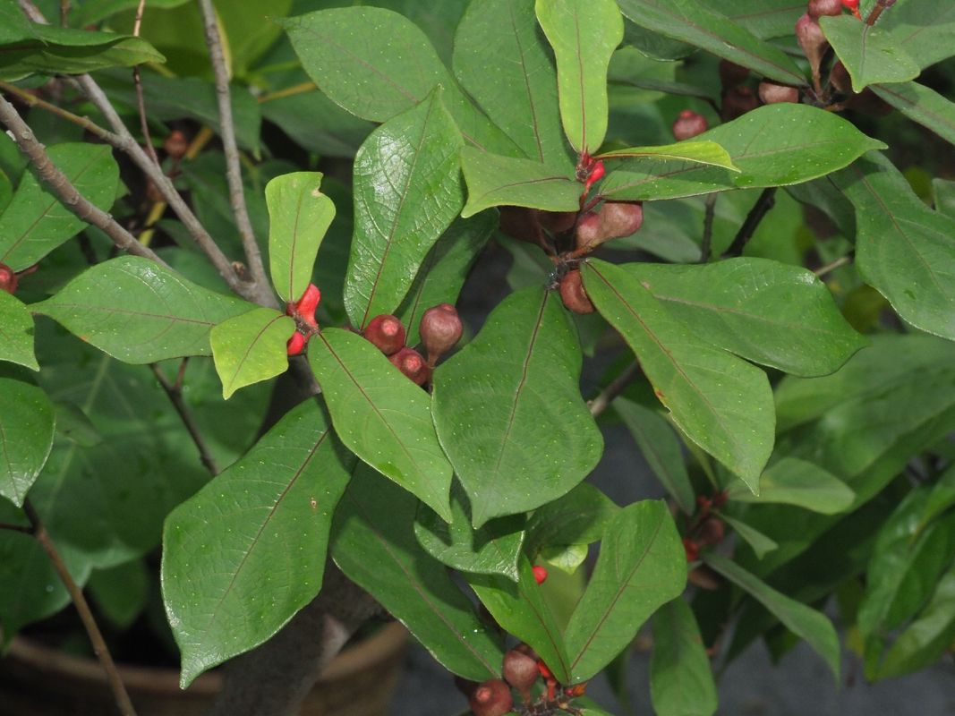 ¿Cómo Puede Ficus pandurata Mejorar la Estética de Su Jardín?