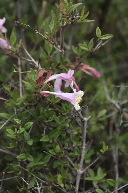 オーダー品 スイカズラとつぶつぶ草 オーダー品 スイカズラとつぶつぶ草