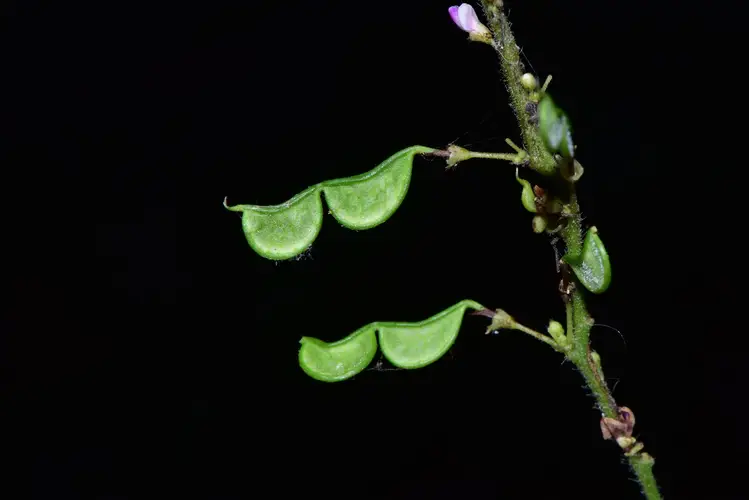 Hylodesmum podocarpum