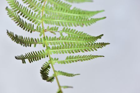 Parathelypteris nipponica - PictureThis