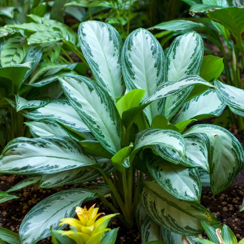 Is Aglaonema silver bay Poisonous
