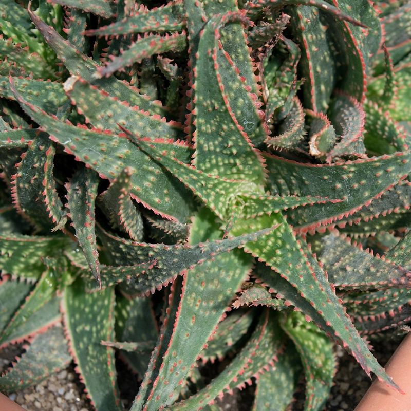 aloe vera fresca bewertung Latte detergente aloe vera fresca biologico main image 0