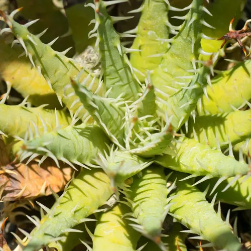 幹立　群生　アロエ　エリナケア　交配種　鉢のまま発送　aloe erinacea 幹立 群生 アロエ エリナケア 交配種 鉢のまま発送 aloe erinacea