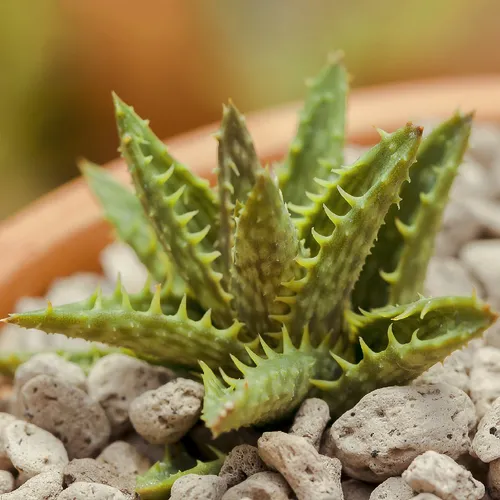 aloe vera revitalizing cream Deluvia Miracle Aloe Cream