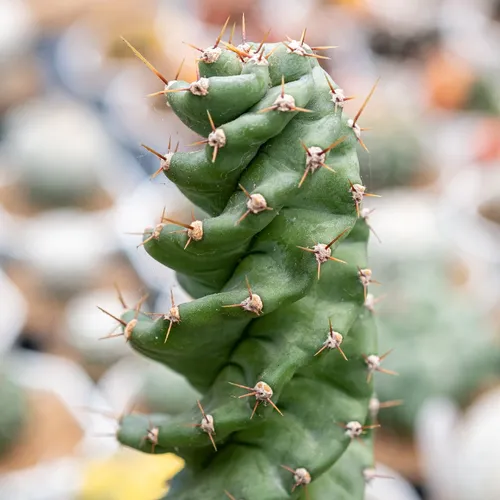 セレウス・ペルビアナス・スピラリス (ケア, 特徴, 分布, 画像) セレウス・ペルビアナス・スピラリス (ケア, 特徴, 分布, 画像)