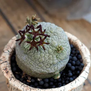 small plant pots for succulents Mini Terra Cotta Succulent Favors