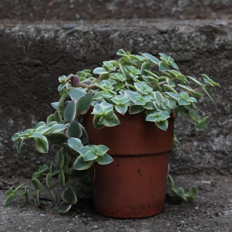 long succulent plant Gasteria ‘Little Warty’: Funky & Unique Succulent - Pet-friendly Plant for  Cats & Dogs - (3.5