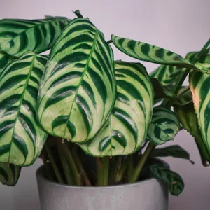 Korbmarante - Ctenanthe burle-marxii (Pflege, Merkmale, Blume, Bilder)