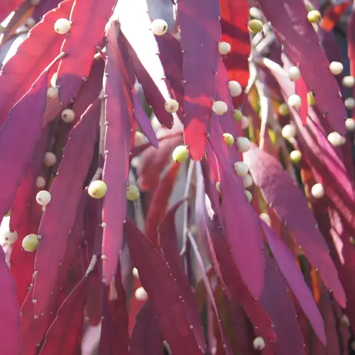 Red mistletoe cactus