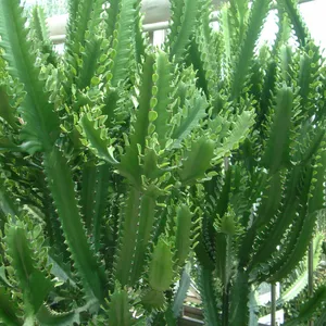 Antique spurge (Euphorbia antiquorum) - PictureThis