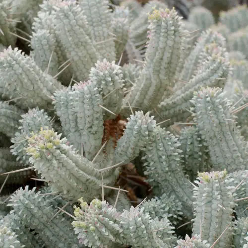 Cactus mazorca de maíz