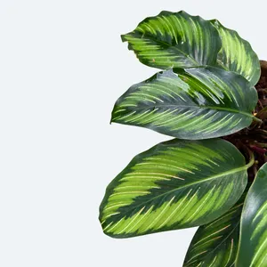 efeu groß kaufen Gemeiner Efeu Woerner (Hedera helix 'Woerner') | Mobilane Fertighecke | 180  cm main image 1