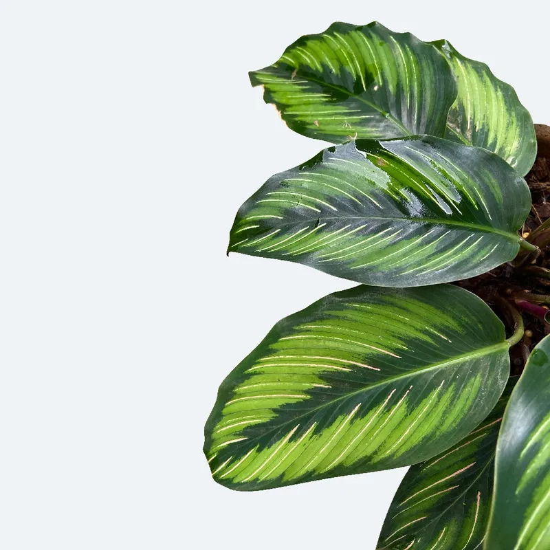 Est-ce que Calathea Beauty Star est sans danger pour les animaux de  compagnie ?