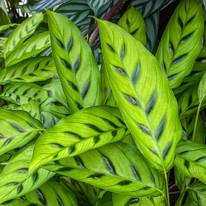 How to Solve Common Prayer Plant Issues