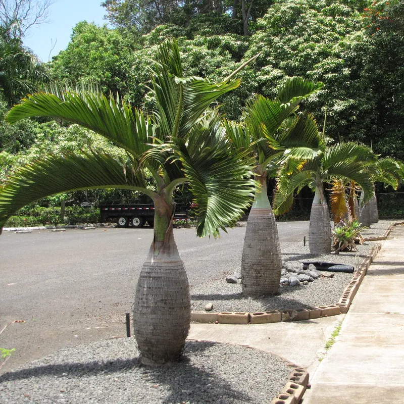 トックリヤシの利点を発見する：ユニークな観賞用ヤシ