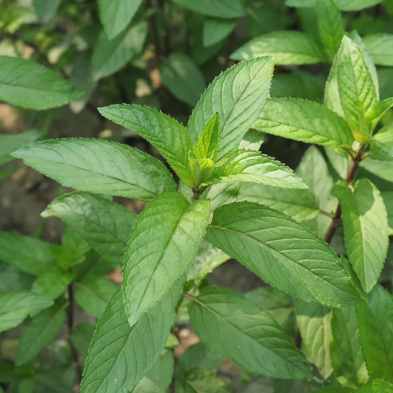How Much Sunlight Does Peppermint Need?