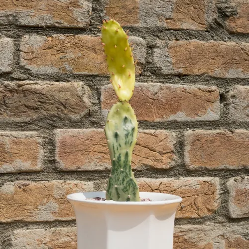 bromelien im glas Flaschengarten DIY Set No22 Hemionitis arifolia x Ficus pumila 'Sunny'   pflanzen-im-glas.de