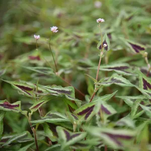 受付用 ペルシカリアレッドドラゴン苗 ペルシカリア・レッドドラゴン