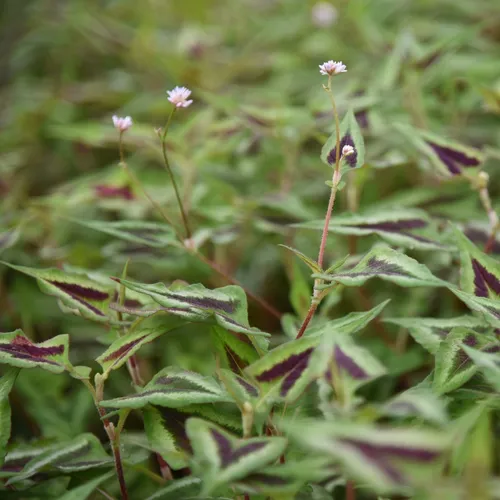 200461778862145536.jpeg?x-oss-