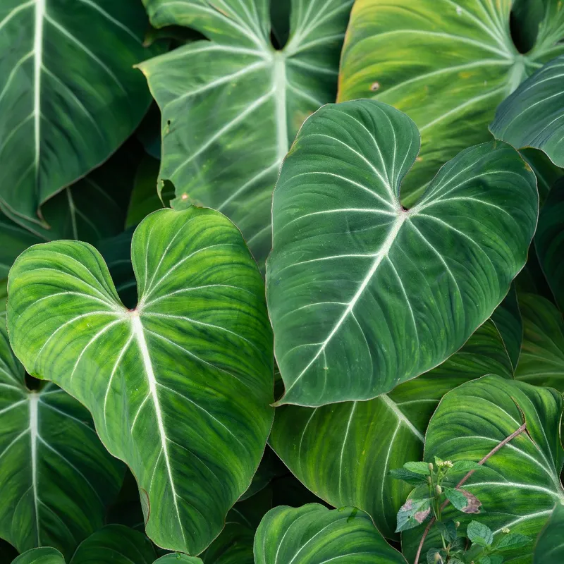 Wie viel Sonnenlicht bentigt Philodendron gloriosum?