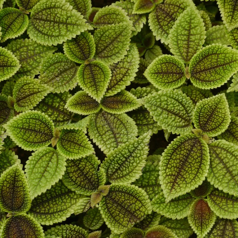 Is Moon Valley Pilea Safe for Pets? Everything You Need to Know