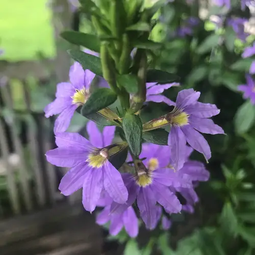 紫扇花
