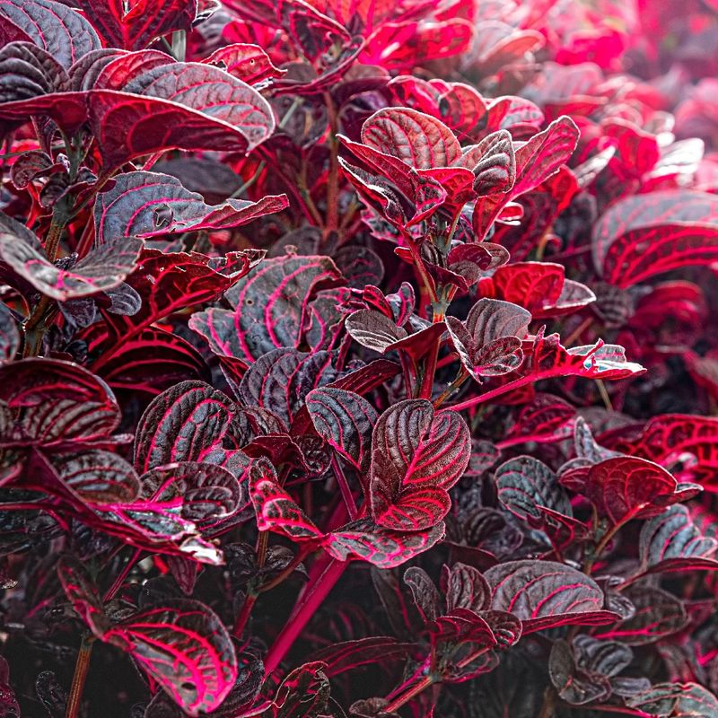 peperomia watermelon variegata Peperomia watermelon variegated  Wilderly