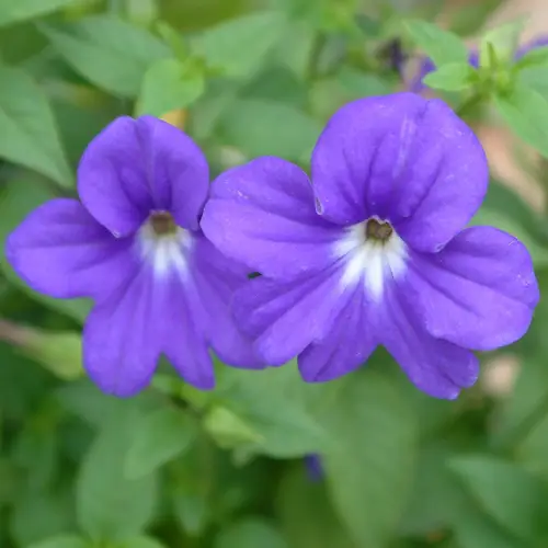 藍英花