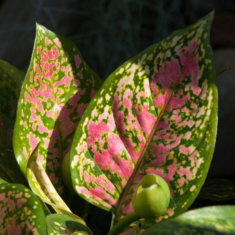Is Pink Dalmatian Aglaonema Poisonous