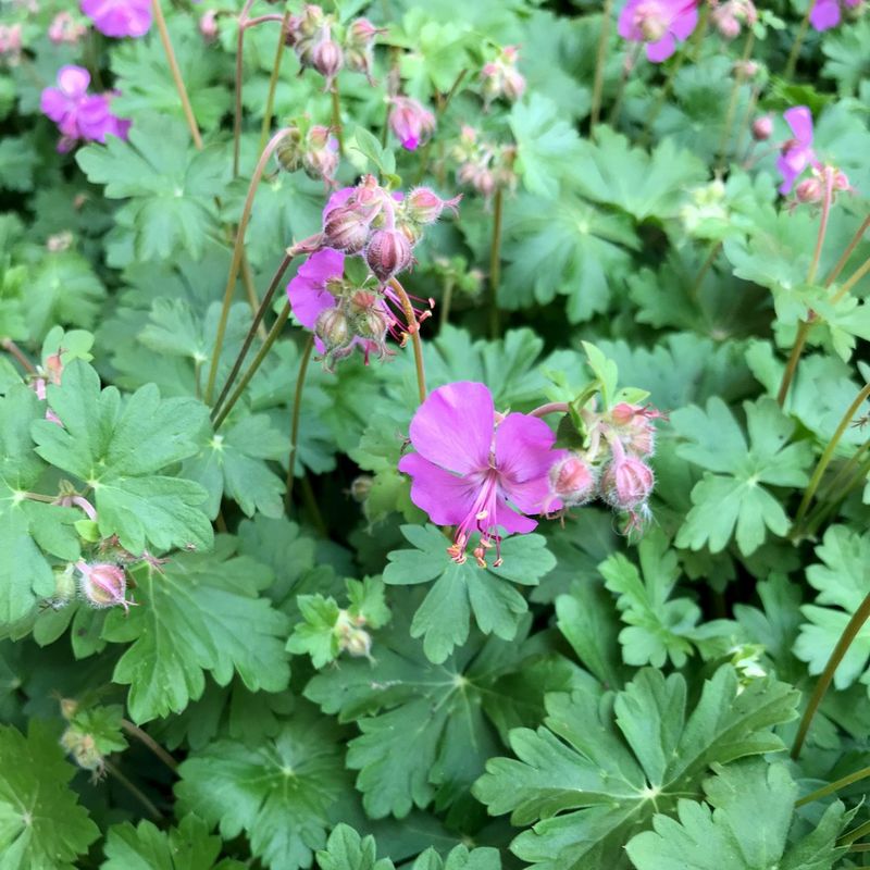 What Are Common Problems with Bigroot geranium?