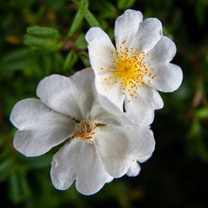 Evergreen rose - Rosa sempervirens (Care, Characteristics, Flower, Images)