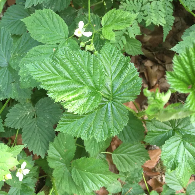 Wie man Acker-Brombeere fr bestes Wachstum dngt?
