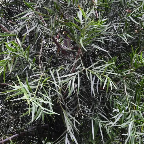 African fern pine