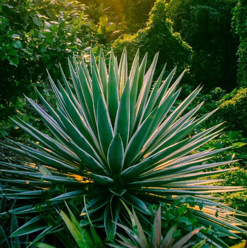 monin agave nectar Monin® main image 0