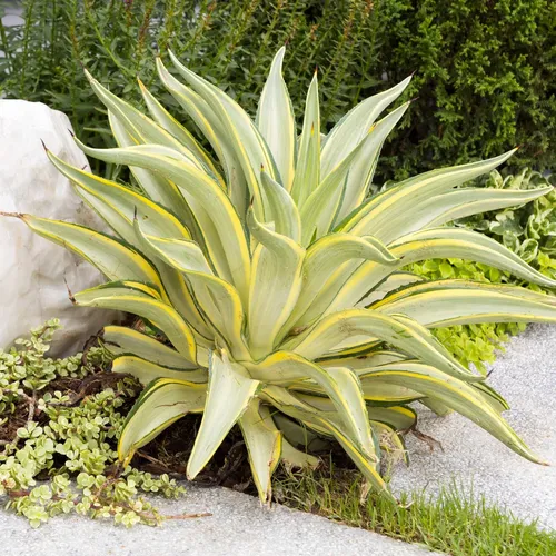 アガベ・ベネズエラ (分類, 特徴, 分布, 画像)