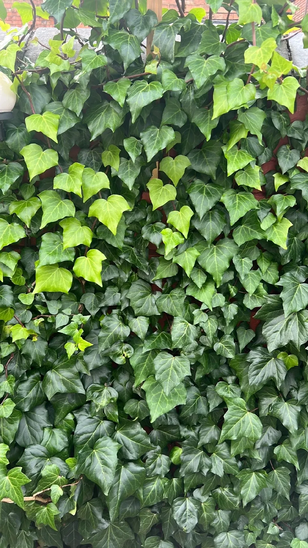 efeu dentata variegata Hecke am laufenden Meter - Hedera colchica 'Dentata Variegata'