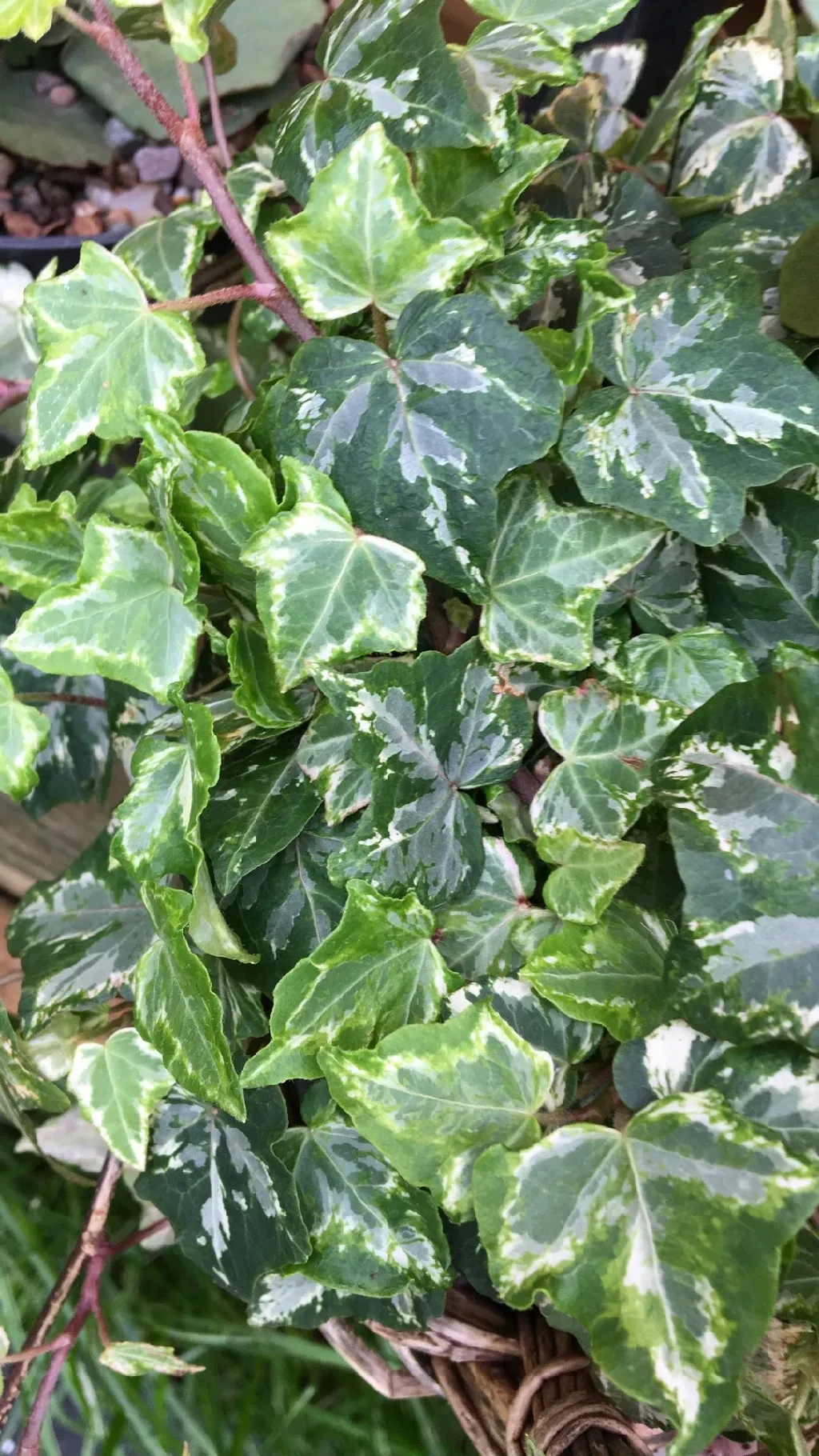 So identifizierst du Gemeiner Efeu (Hedera helix)