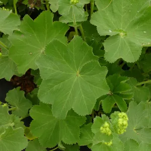 Weicher Frauenmantel - Alchemilla mollis (Pflege, Merkmale, Blume, Bilder)