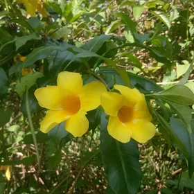 アリアケカズラ（有明葛）の判定方法 (Allamanda cathartica)